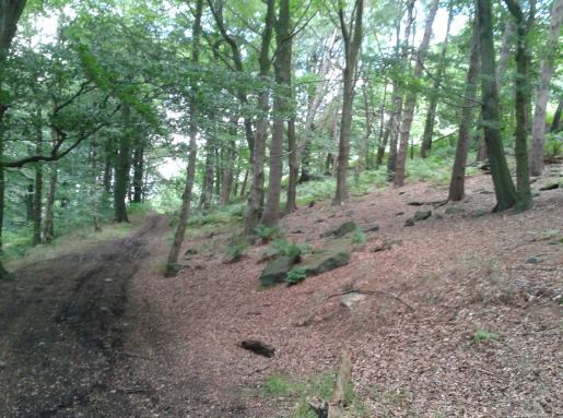 Top of the path in first wood